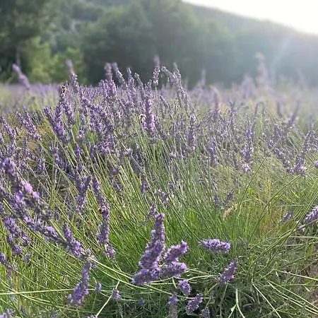 superbe appartement en résidence avec piscine dans le Luberon au pied du colorado provencal Rustrel Esterno foto
